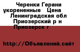 Черенки Герани укорененные › Цена ­ 100 - Ленинградская обл., Приозерский р-н, Приозерск г.  »    